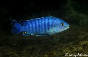 Labidochromis sp. 'gigas chidunga' Chidunga Rocks